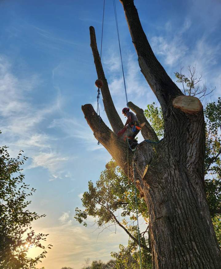 Retrait d'arbre dangereux Saint-Hyacinthe
