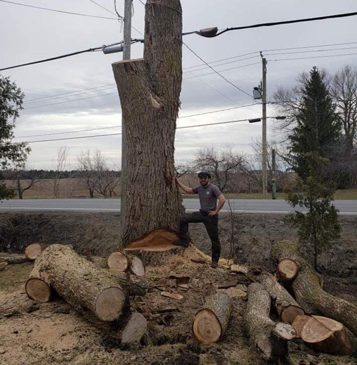 Abattage d'arbres Saint-Hyacinthe