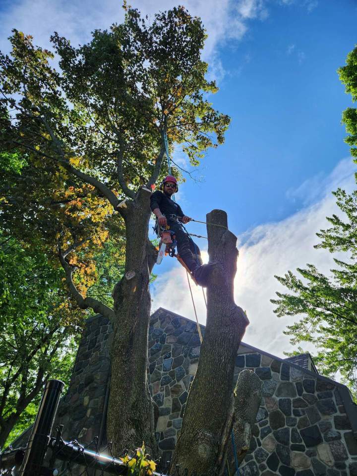 Retrait d'arbre dangereux Saint-Hyacinthe