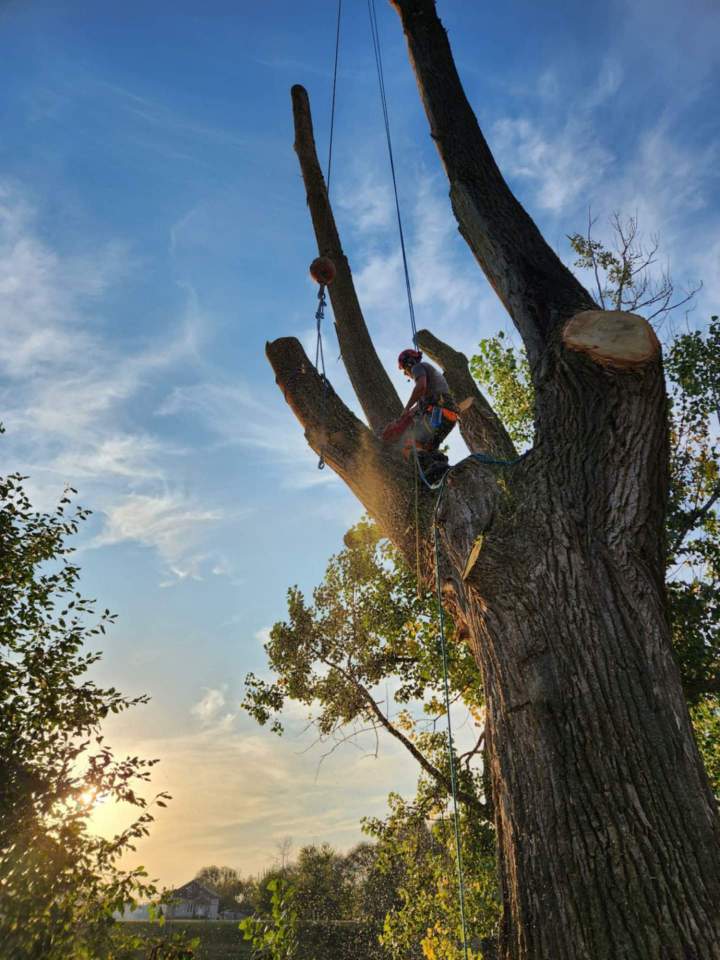 Aménagement boisé Saint-Hyacinthe