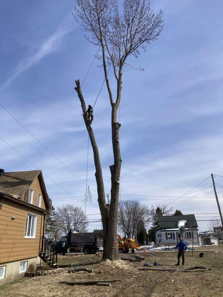 Haubanage d'un arbre Saint-Hyacinthe