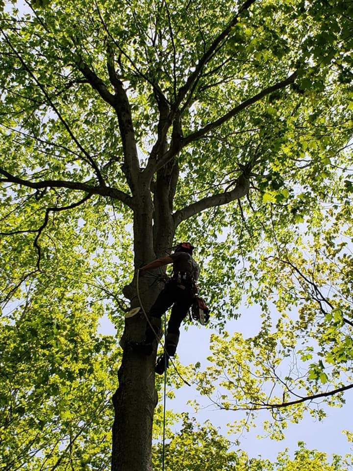 Exploitation forestière Saint-Hyacinthe