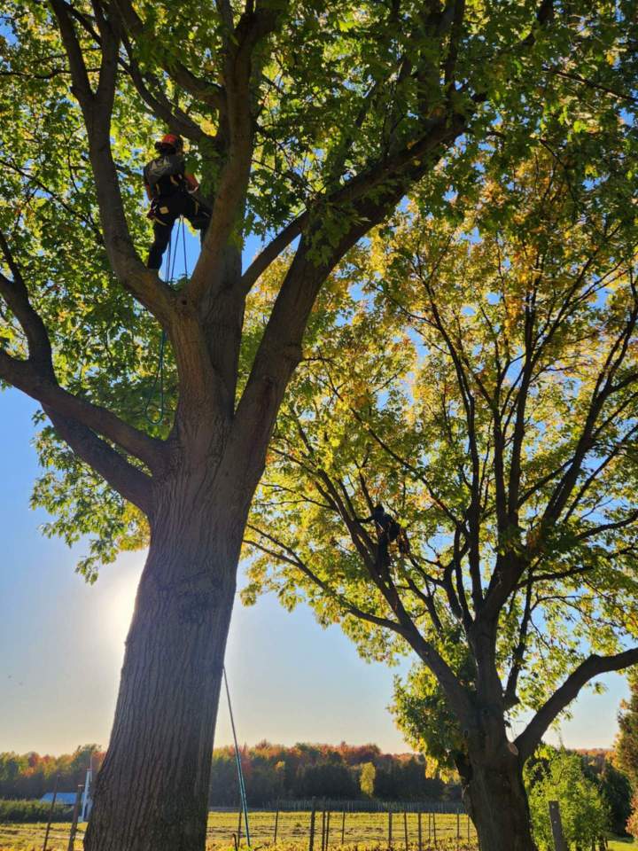 Retrait d'arbre dangereux Saint-Hyacinthe