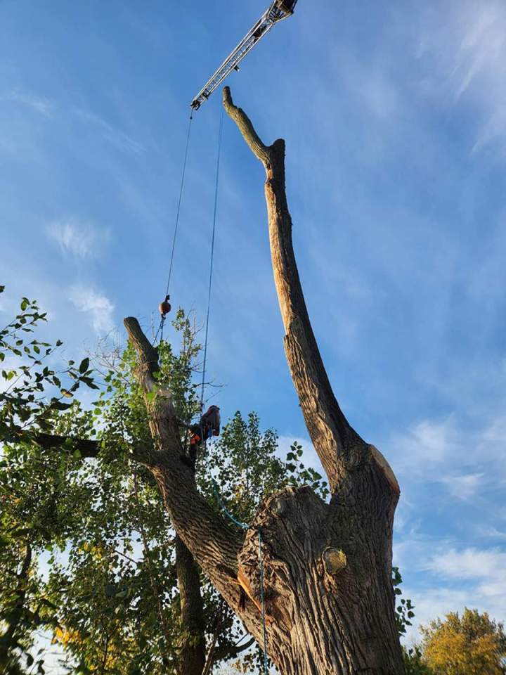 Retrait d'arbre dangereux Saint-Hyacinthe