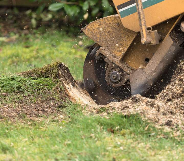 Tree Stump Removal Saint-Hyacinthe
