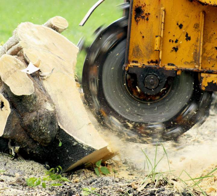 Tree Stump Removal Saint-Hyacinthe