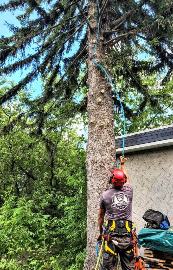 technique d'élagage